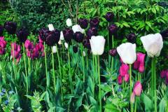 tulips