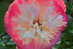Paeony with fly 