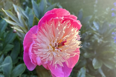 Paeony