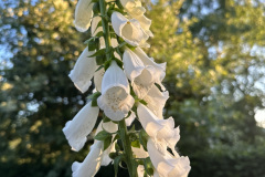 White Foxglove