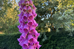 Purple Foxglove