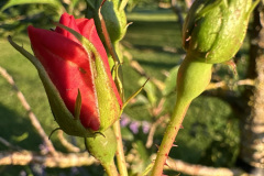 Rose bud