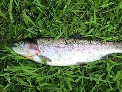 Fish supper!