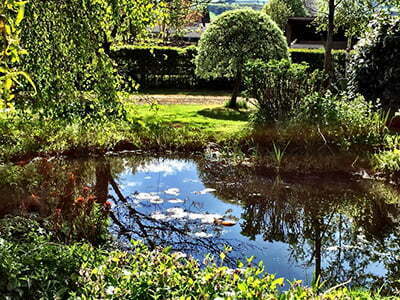 The pond looking out onto the vegetable garden