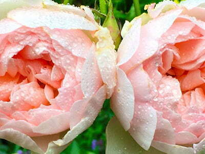 Roses are Dee and Charles favourite plans and can be seen throughout the gardens