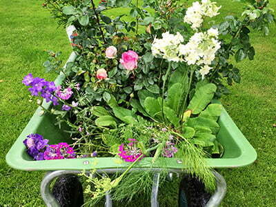 Flowers for the latest addition to the garden, a floral border round the pond