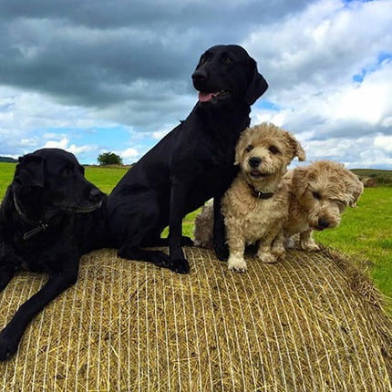 Four legged friends